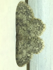 Idaea libycata