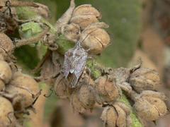 Agonoscelis versicoloratus