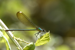 Calopteryx syriaca