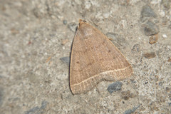 Simplicia rectalis
