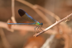 Calopteryx syriaca