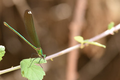 Calopteryx syriaca