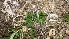 Diphasiastrum veitchii image