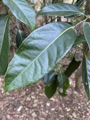 Diospyros fasciculosa