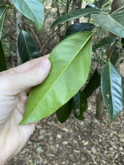 Diospyros fasciculosa