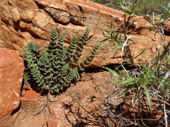 Cheilanthes lasiophylla