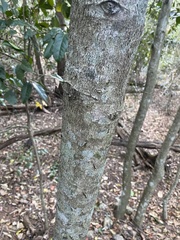 Diospyros fasciculosa