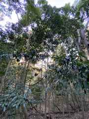 Diospyros fasciculosa