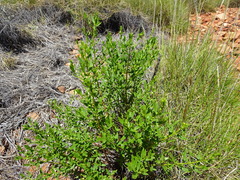 Prostanthera striatiflora