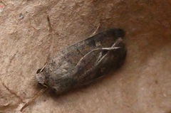 Xestia xanthographa