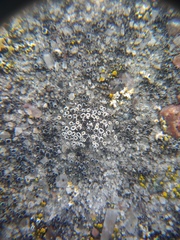 Myriolecis semipallida