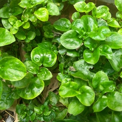 Alternanthera sissoo