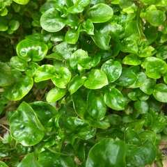 Alternanthera sissoo