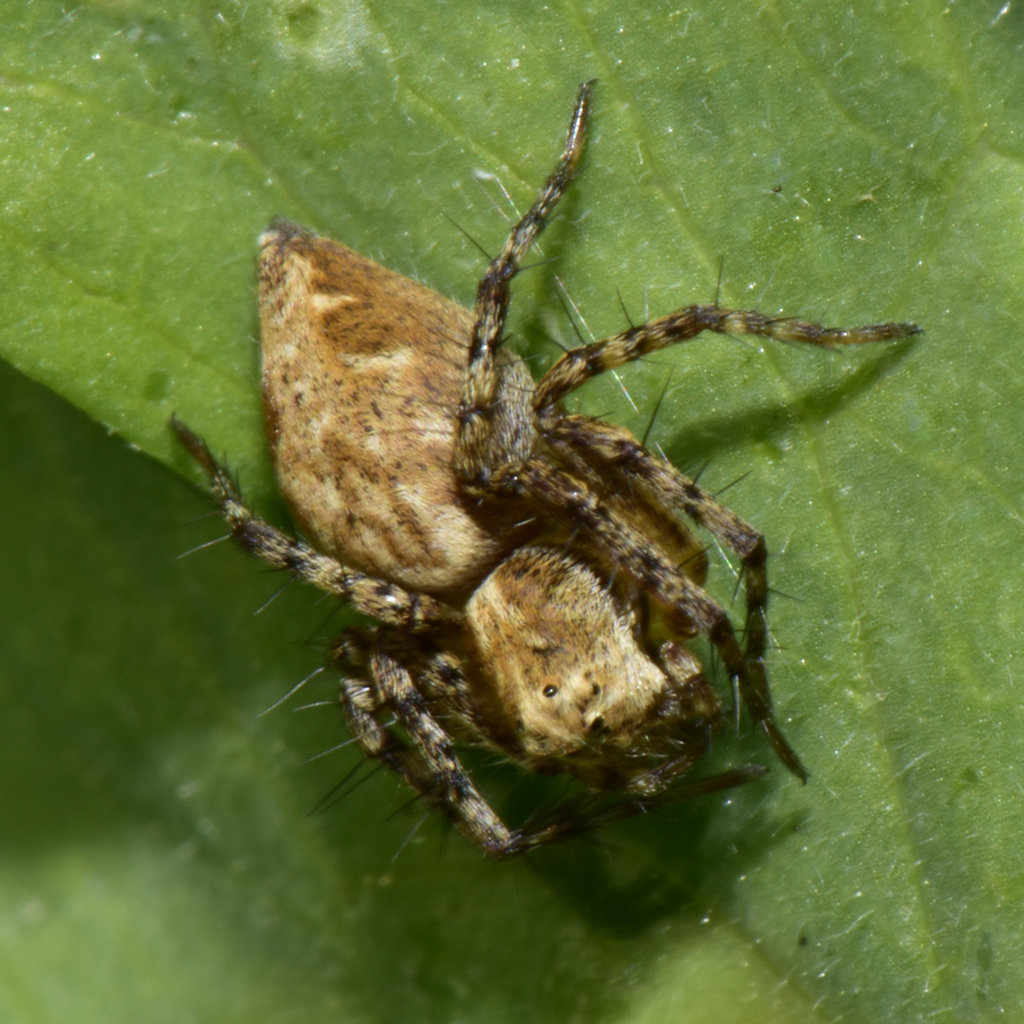 western lynx spider