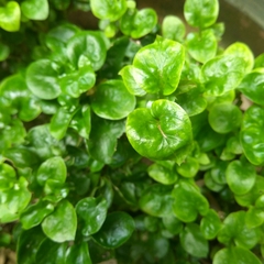 Alternanthera sissoo