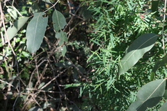 Pimelea neoanglica