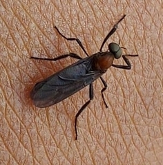Plecia ruficollis