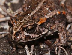 Capensibufo deceptus