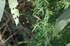 Pimelea neoanglica