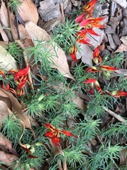Lotus berthelotii