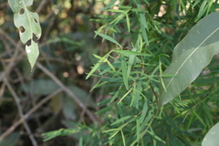 Pimelea neoanglica