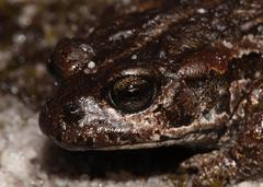 Capensibufo deceptus