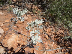 Senna artemisioides helmsii