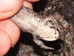 Capensibufo deceptus