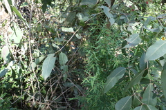 Pimelea neoanglica