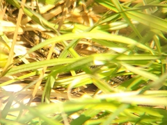 Lissolepis coventryi