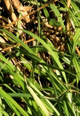 Lissolepis coventryi