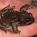 Deception Peak Mountain Toadlet - Photo (c) Alex Rebelo, some rights reserved (CC BY-NC), uploaded by Alex Rebelo