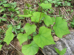 Menispermum dauricum