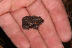 Capensibufo deceptus