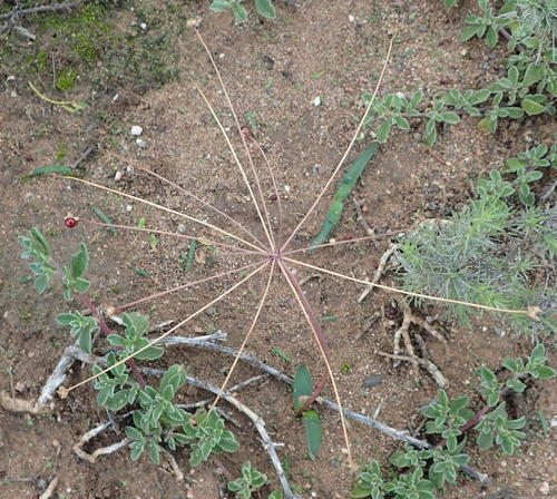 Strumaria gemmata