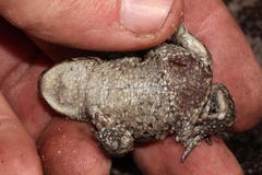 Capensibufo deceptus