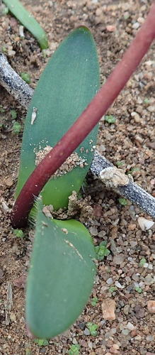 Strumaria gemmata