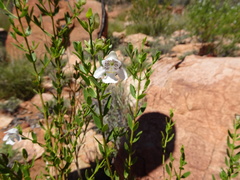 Prostanthera striatiflora