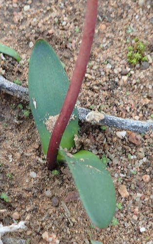 Strumaria gemmata