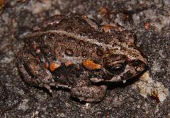 Capensibufo deceptus