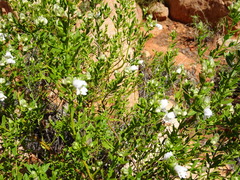 Prostanthera striatiflora