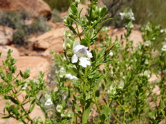 Prostanthera striatiflora