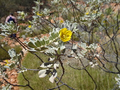 Senna artemisioides helmsii