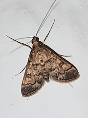 Steniini