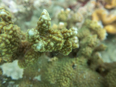 Montipora verrucosa