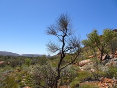 Hakea lorea lorea