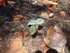 Abutilon leucopetalum