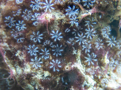 Nanipora kamurai