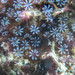 Helioporacea - Photo (c) New Heaven Reef Conservation Program, some rights reserved (CC BY-NC), uploaded by New Heaven Reef Conservation Program