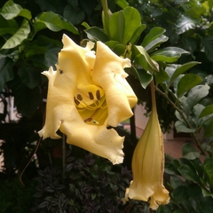 Solandra longiflora